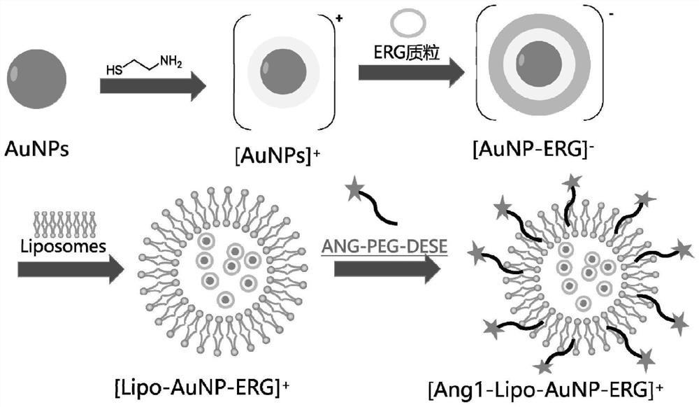 Lipid nanogold particle compound and application thereof in delivering ERG and treating encephaledema disease