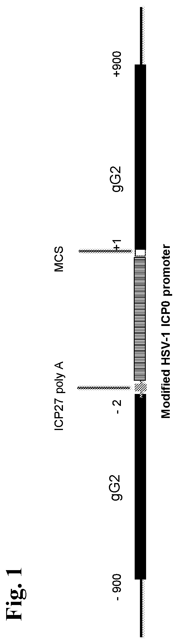 Recombinant Herpes Simplex Virus-2 expressing glycoprotein B and D antigens