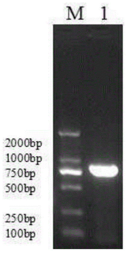 MUC1 (Mucins) and IL-2 double-gene coexpression recombinant vector as well as preparation method and application thereof