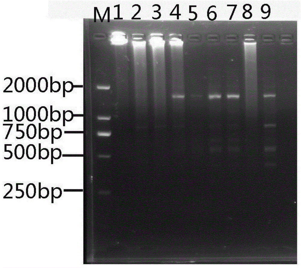ISSR(Inter-simple Sequence Repeat)-PCR(Polymerase Chain Reaction) molecular marker method for macromitrium gymnostomum