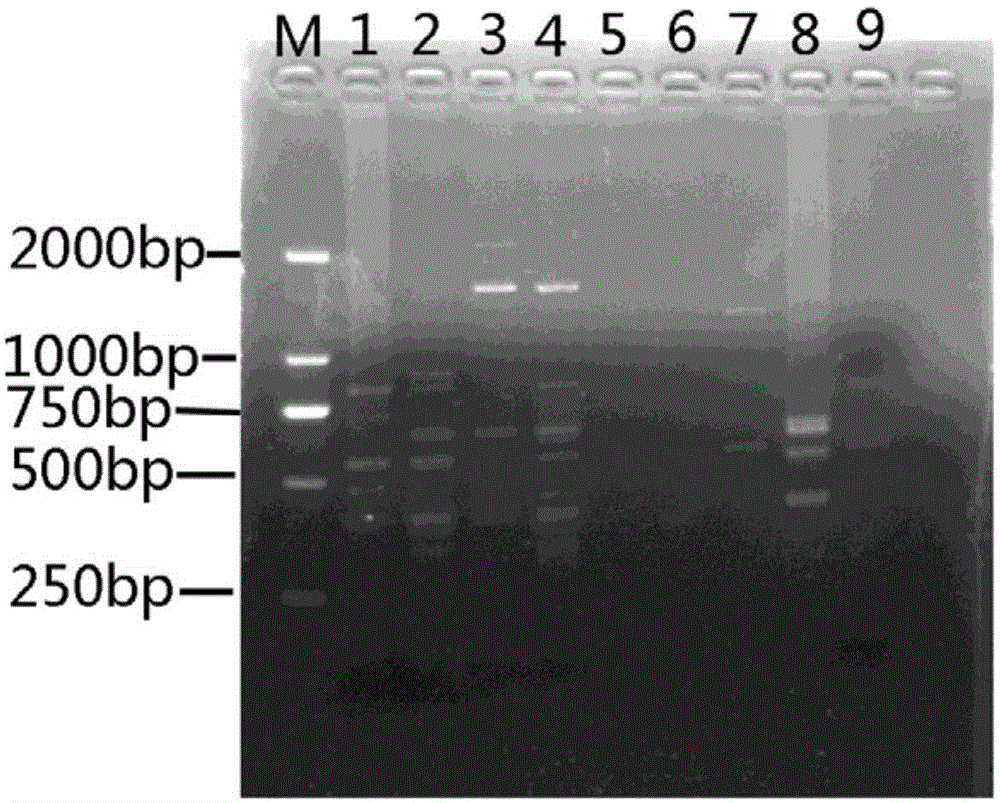 ISSR(Inter-simple Sequence Repeat)-PCR(Polymerase Chain Reaction) molecular marker method for macromitrium gymnostomum