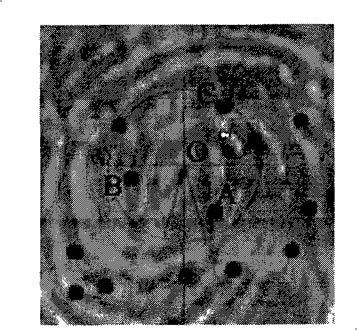 Method for matching finger print image based on finger print structure feature and veins analysis