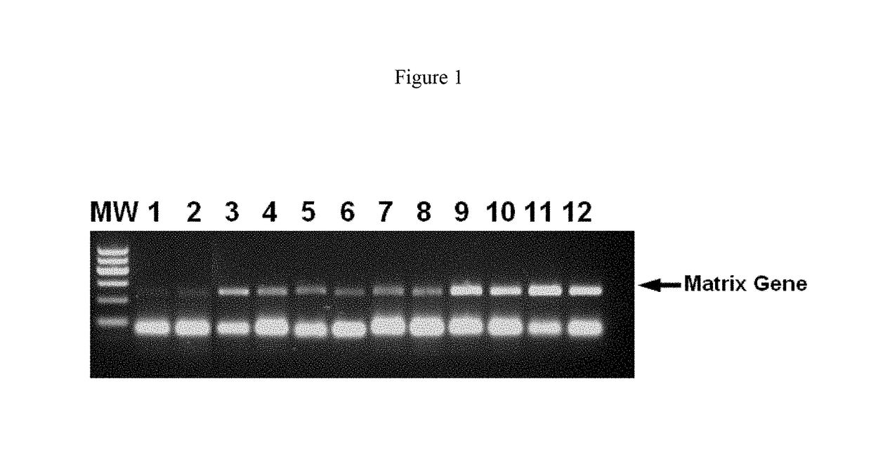 Composition and methods for RT-PCR comprising an anionic polymer