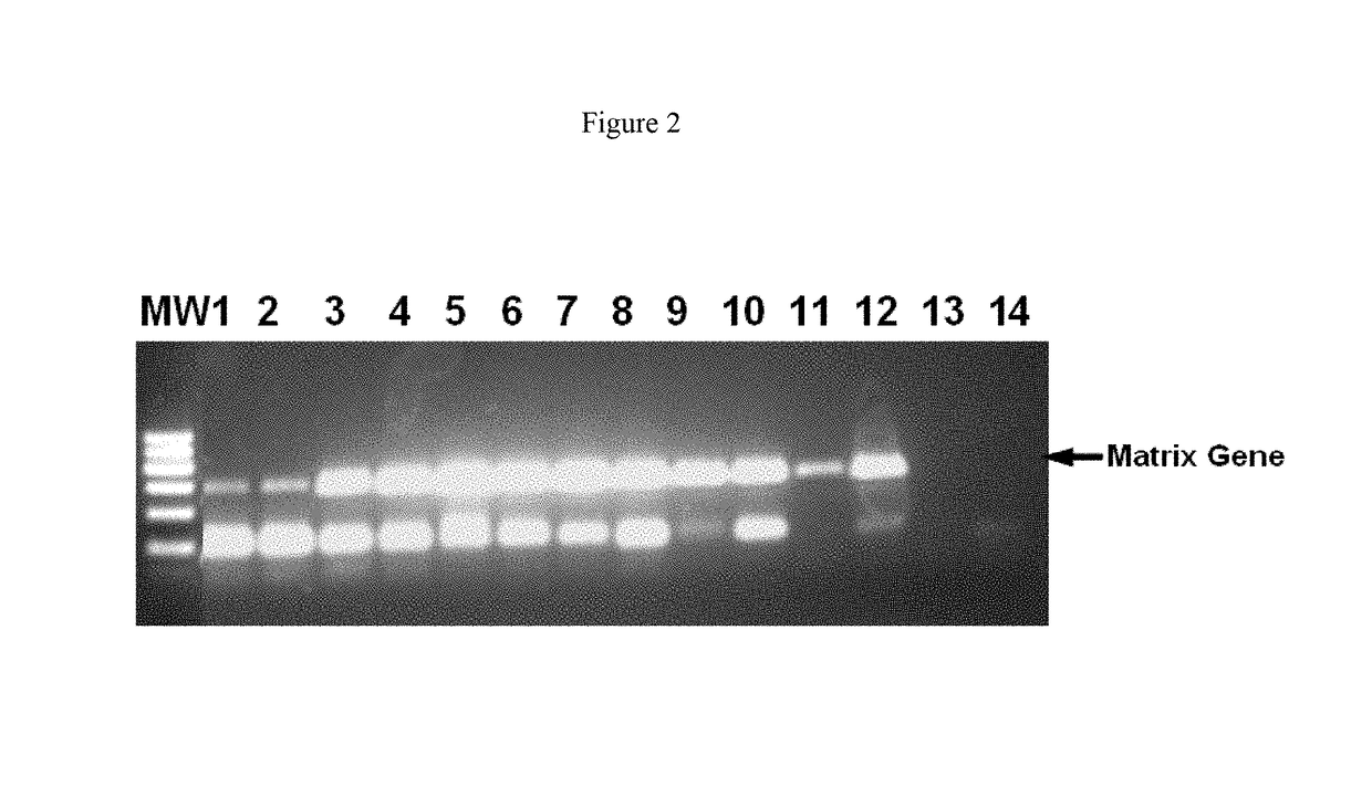 Composition and methods for RT-PCR comprising an anionic polymer