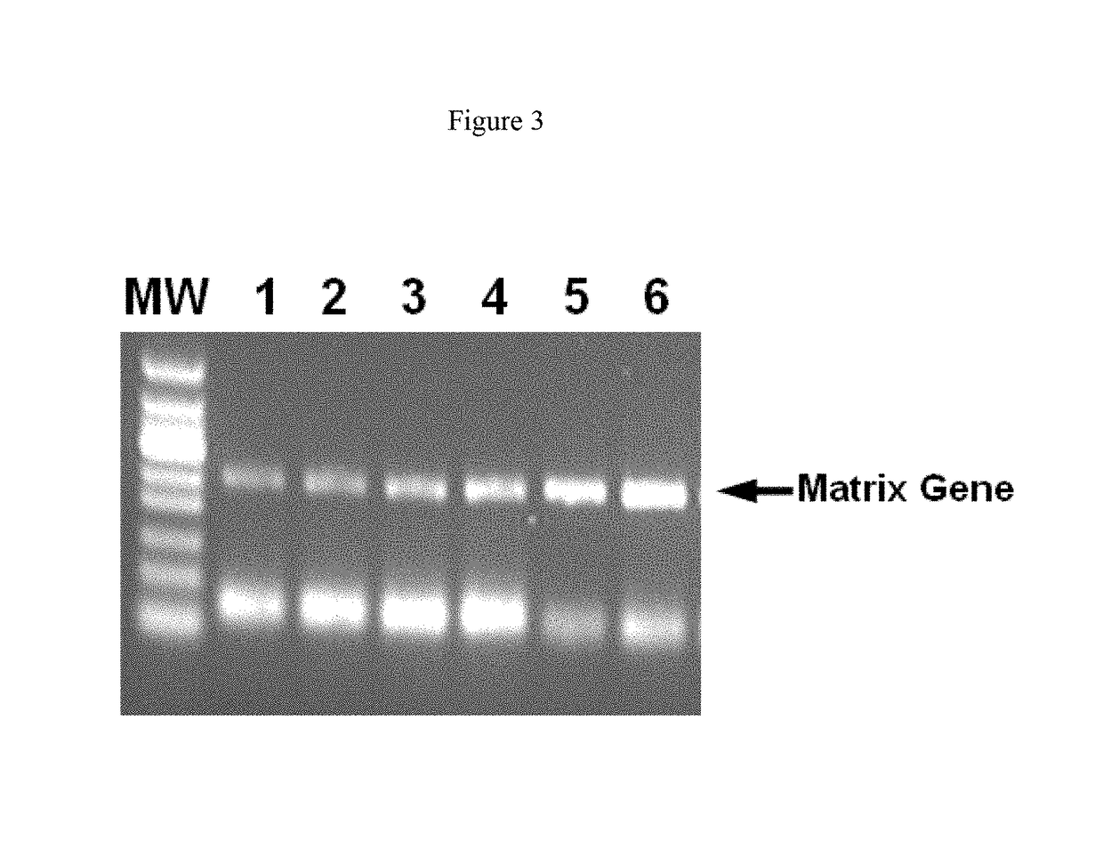 Composition and methods for RT-PCR comprising an anionic polymer