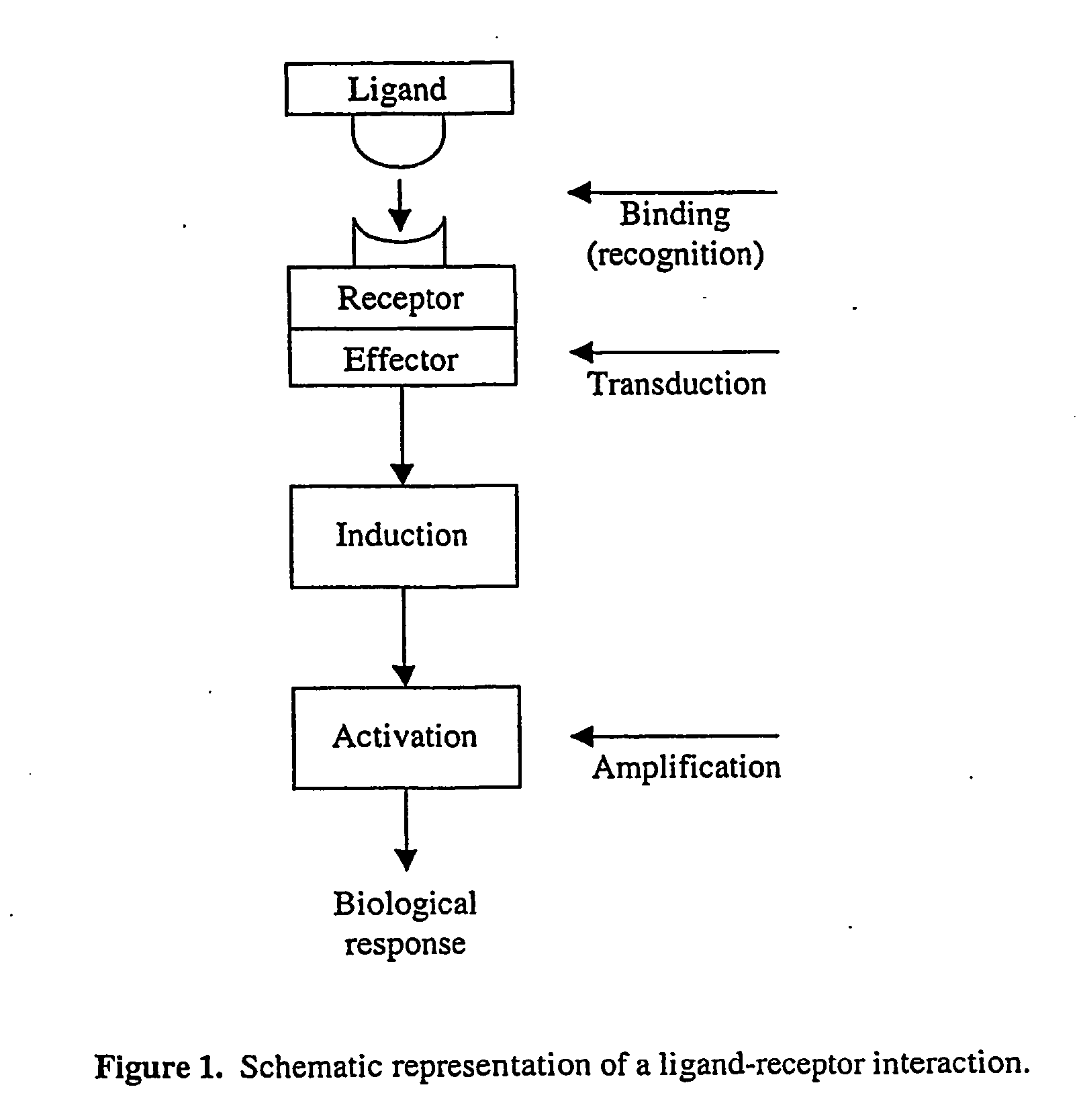 System and method for systematic prediction of ligand/receptor activity
