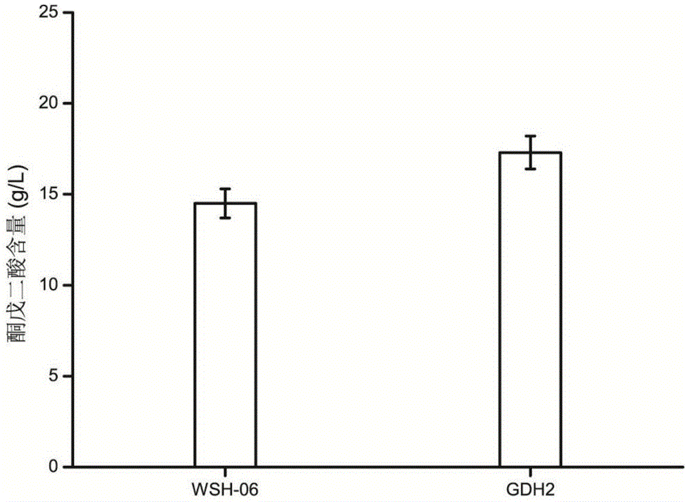 Method for synthesizing alpha-ketoglutaric acid by reinforcing Yarrowia lipolytica