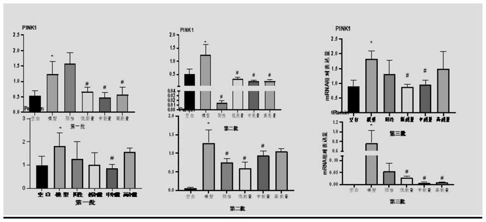 Establishment of detection method of colon tissue PINK1/Parkin of rat dysbacteriosis diarrhea