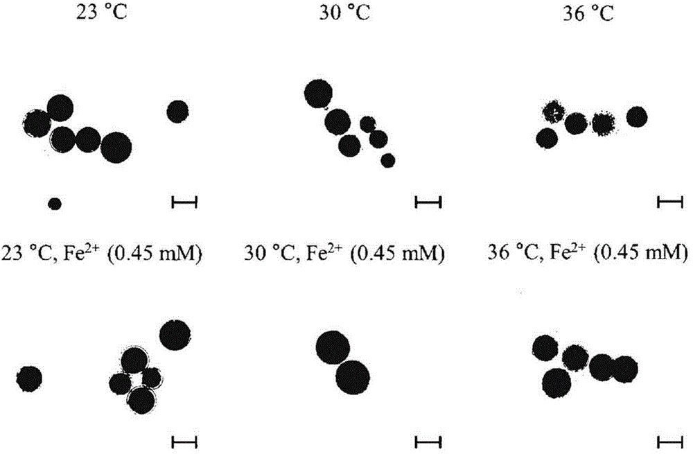Method for increasing production of astaxanthin in haematococcus pluvialis by mature spore inoculation and iron ion-mediated Harber-Weiss reaction at high temperature