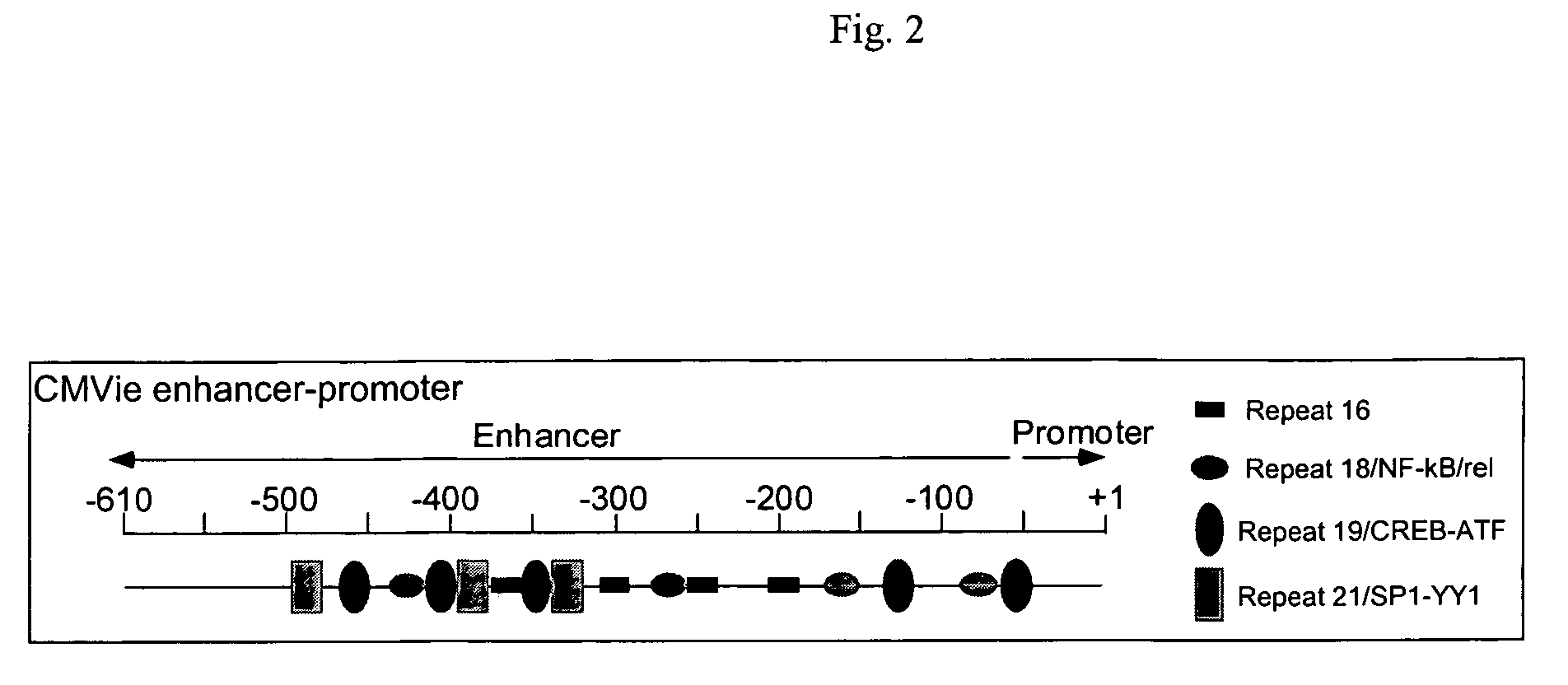 Truncated CMV promoters and vectors containing same