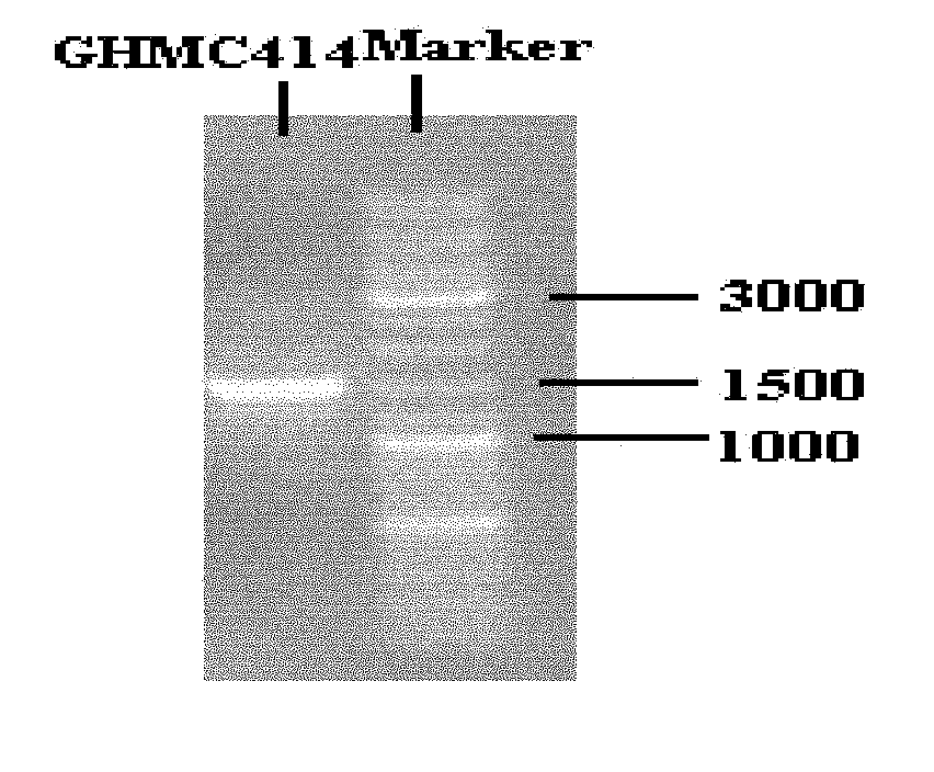 Marine organic matter degradation Halomonas sp. strain GHMC414 and application thereof