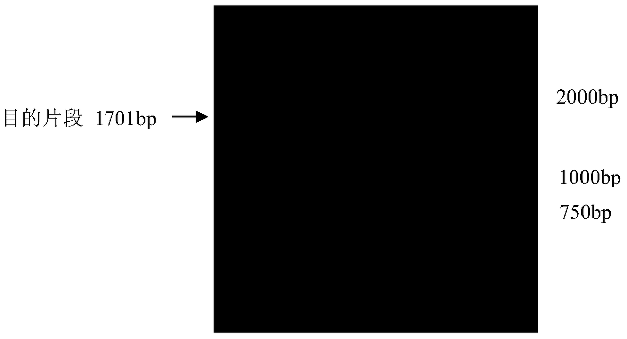 Application of soybean glyma.04g253500 disease resistance gene