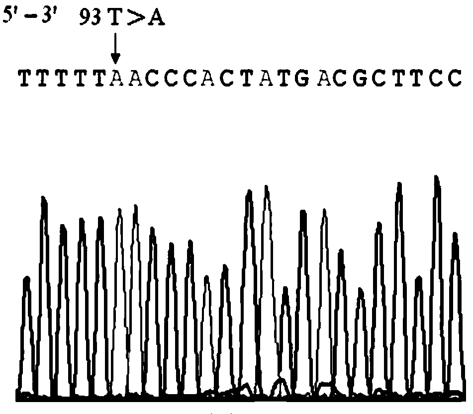 RH blood type DEL-type RHD93T&gt;A allele and detection method thereof
