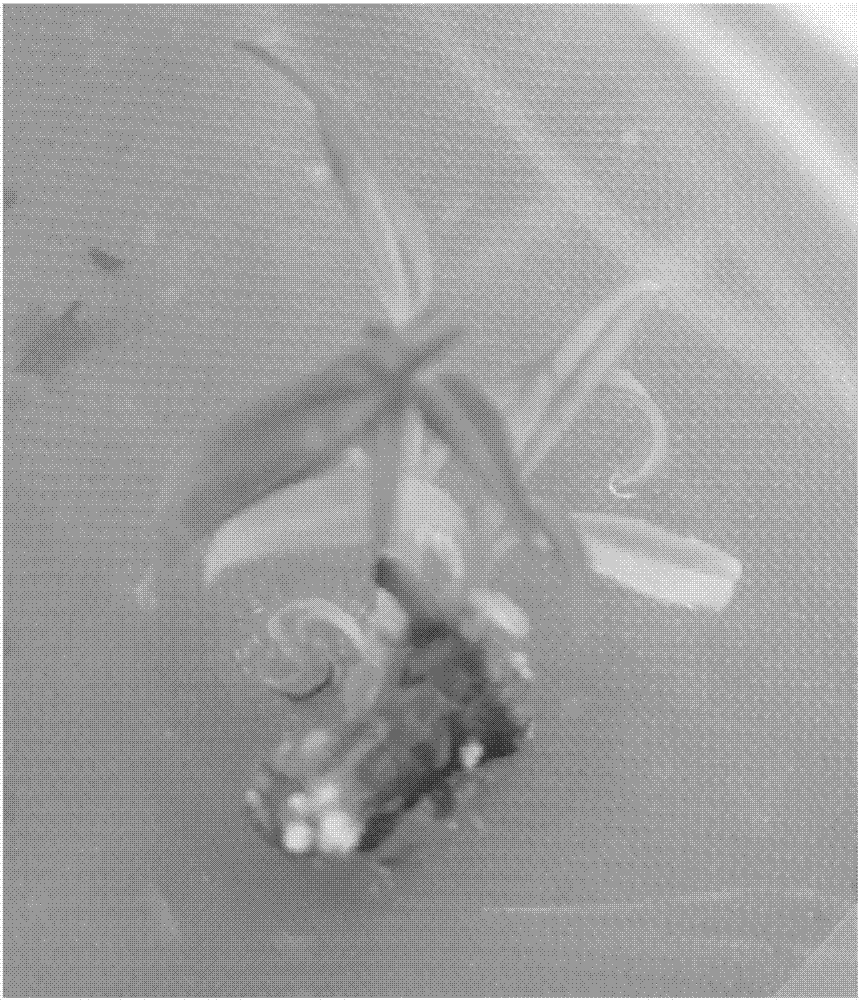 Efficient in-vitro regeneration method for chimonanthus praecox plants