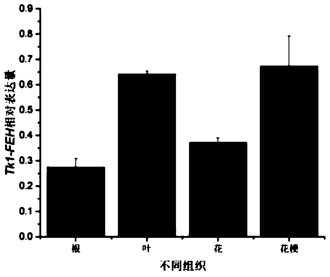 Taraxacum kok-saghyz inulin degrading enzyme gene Tk1-FEH and application thereof