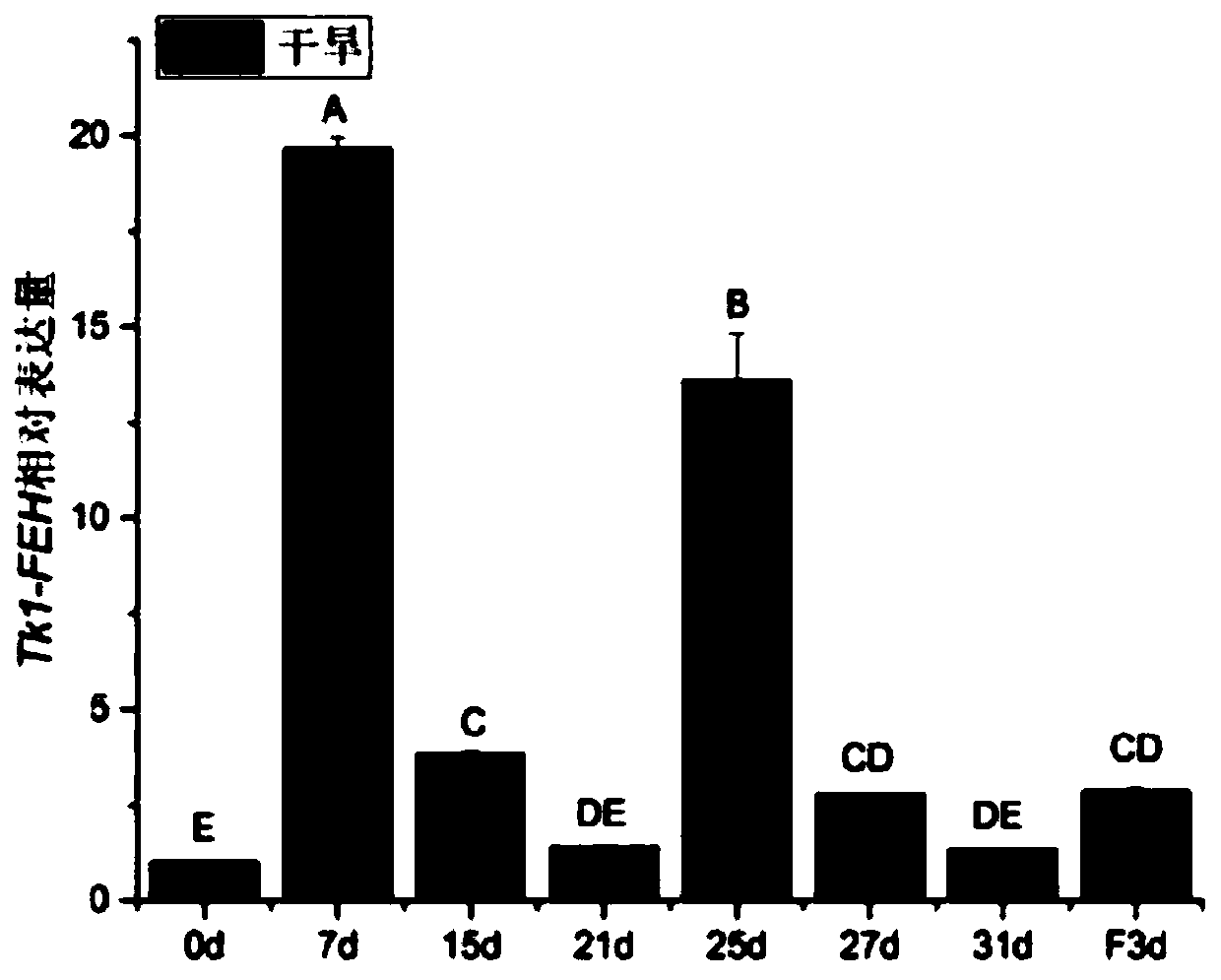 Taraxacum kok-saghyz inulin degrading enzyme gene Tk1-FEH and application thereof