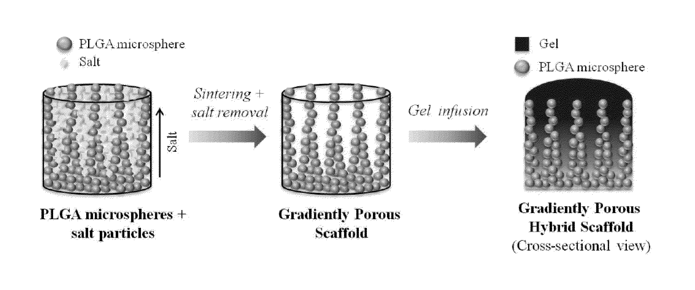 Gradient Porous Scaffolds
