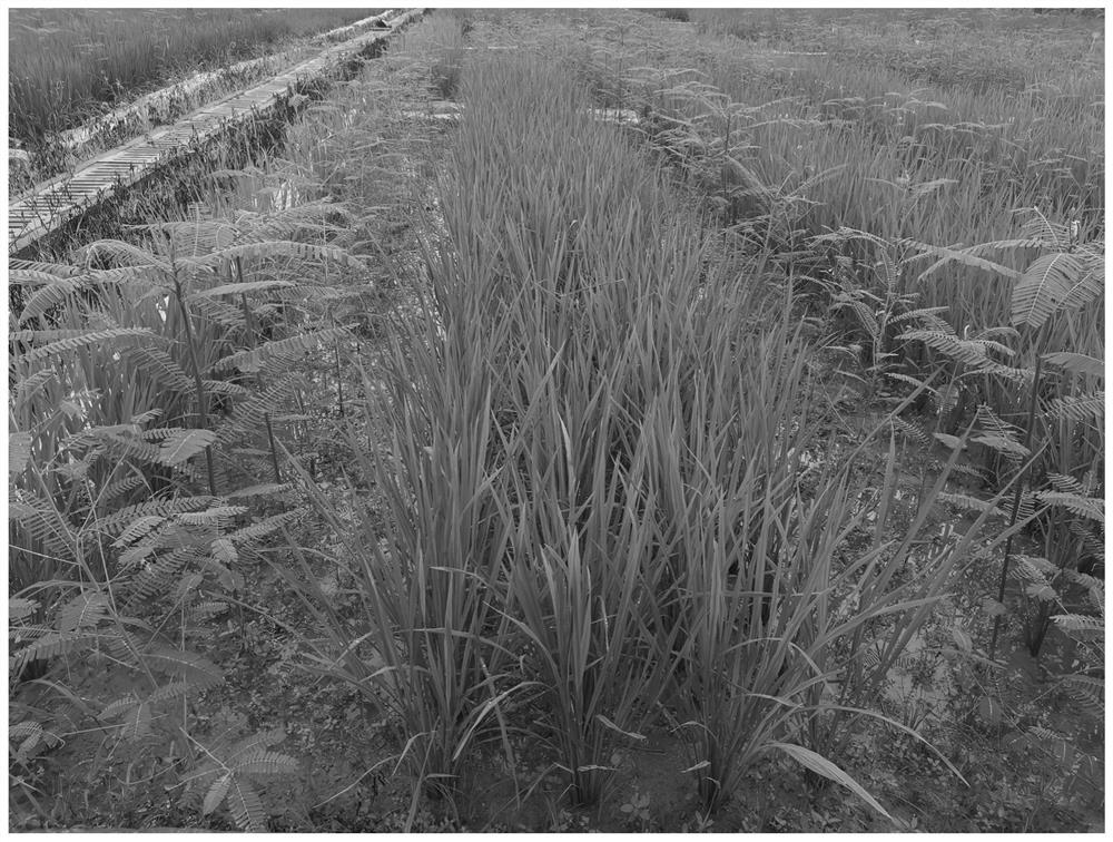Method for safe production while lossless in-situ remediation of moderately and mildly cadmium-polluted farmland soil