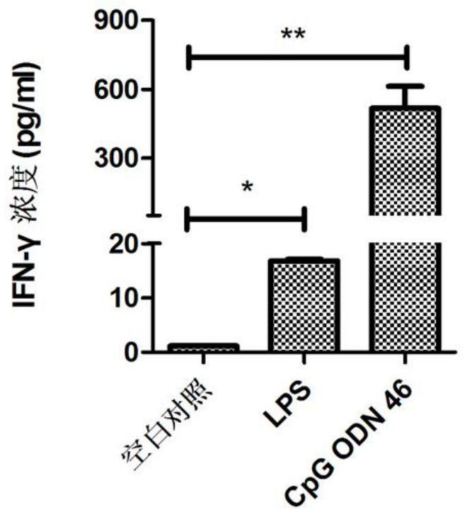 CpG oligodeoxynucleotide, preparation, and application thereof