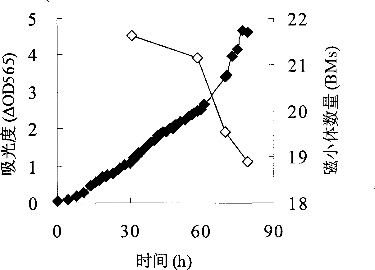 Optimal dissolved oxygen control method for producing magnetosome by cultivating magnetotactic bacteria