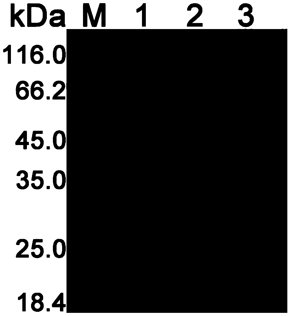 A site-directed mutation Aspergillus niger 6-4 photorepair enzyme and its construction method