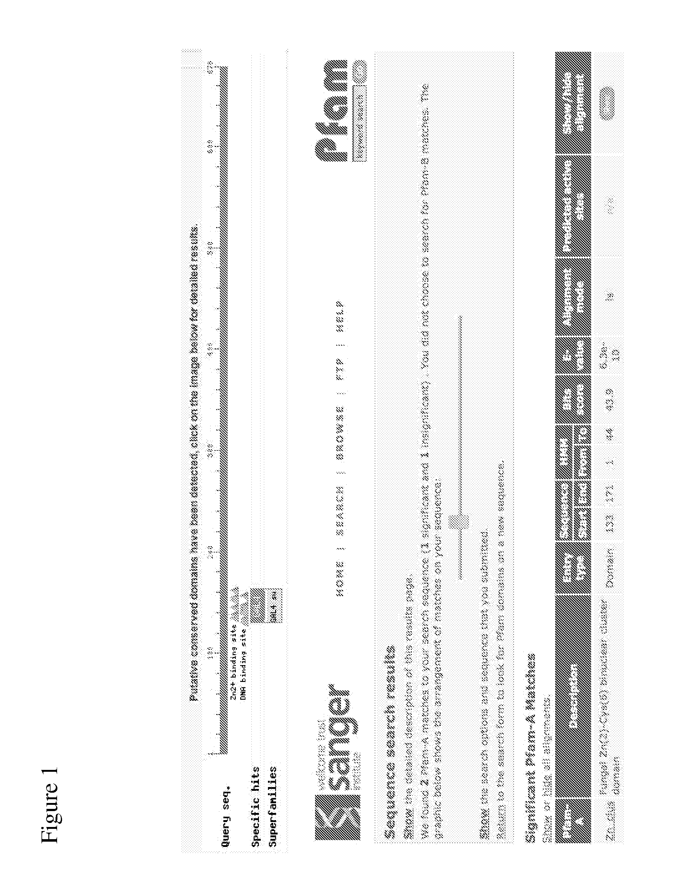 Methods and compositions for improving sugar transport, mixed sugar fermentation, and production of biofuels