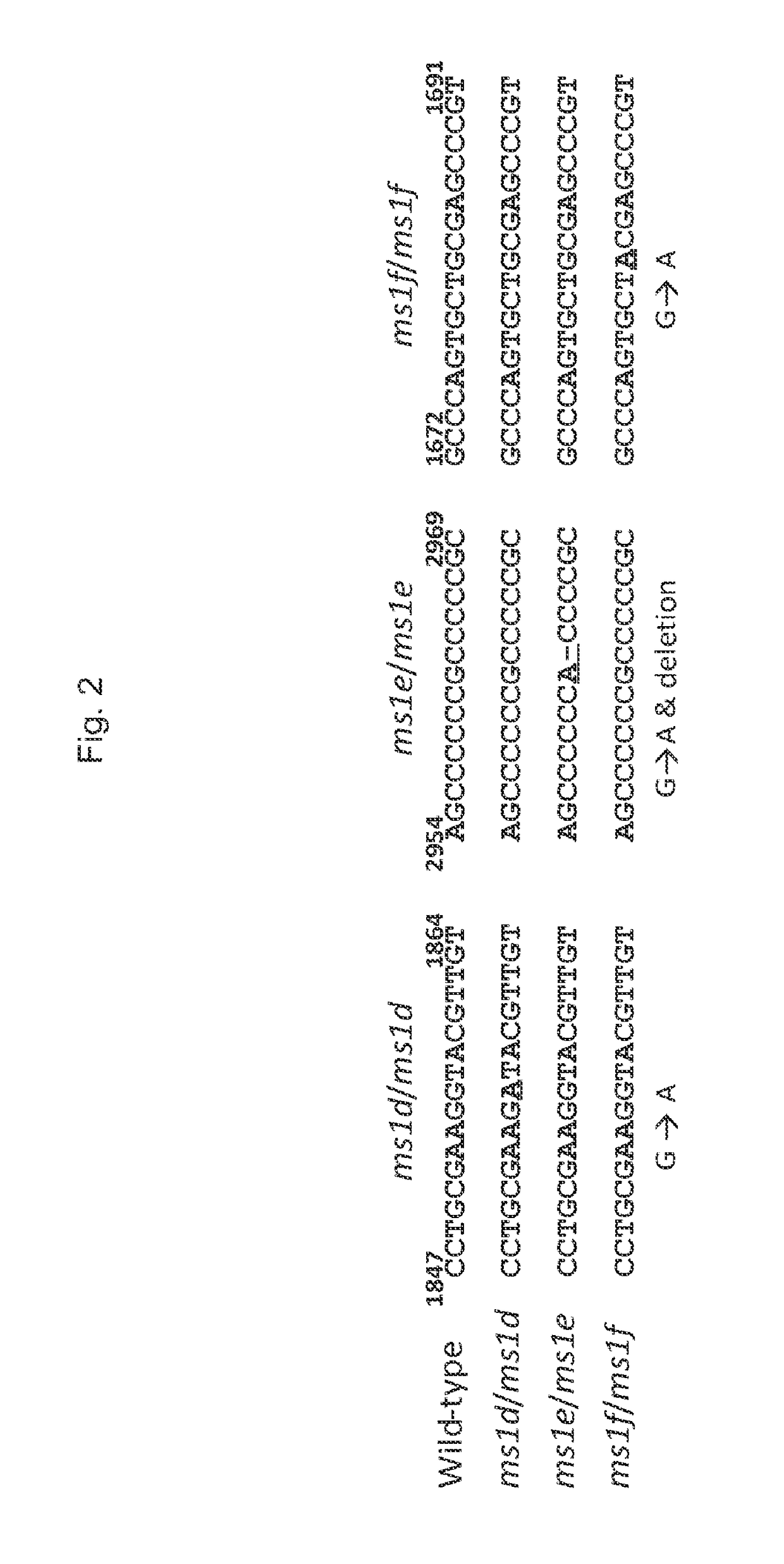 Wheat ms1 polynucleotides, polypeptides, and methods of use
