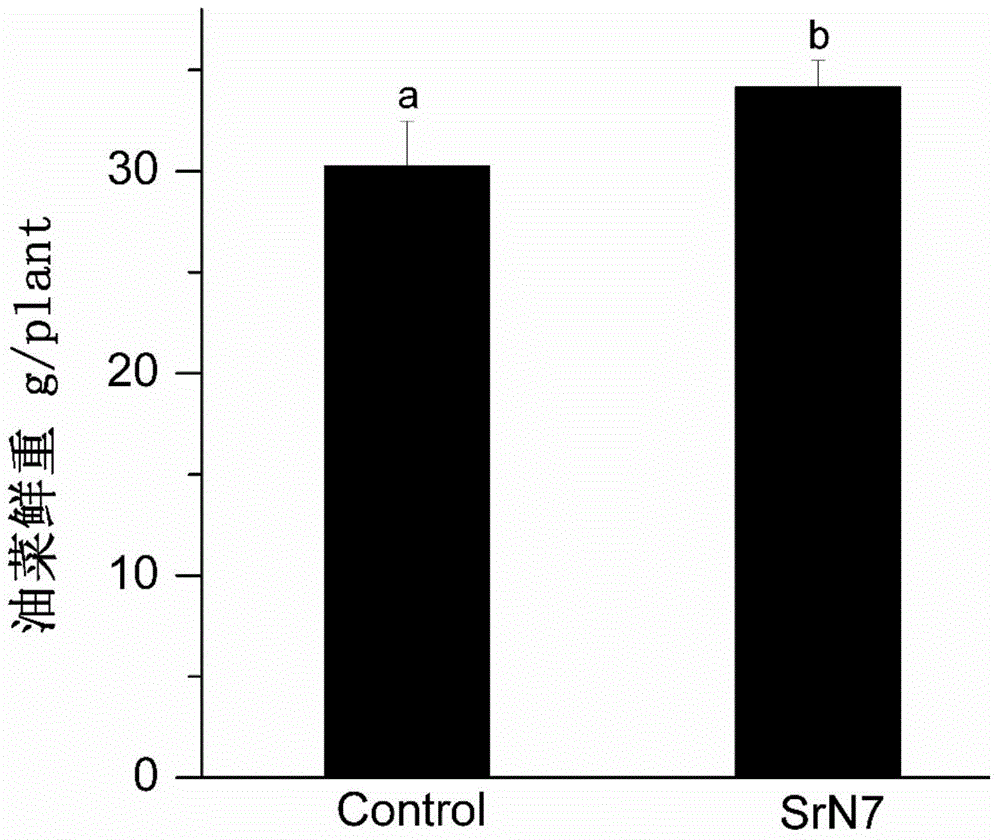 Method for reducing nitrate content of vegetables under protected cultivation conditions