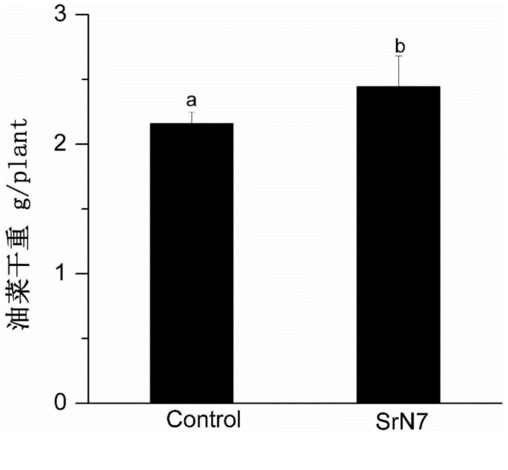 Method for reducing nitrate content of vegetables under protected cultivation conditions