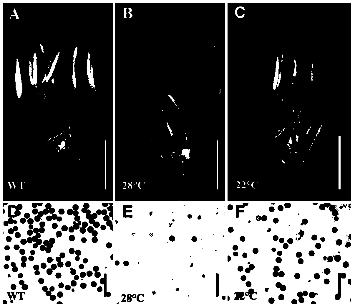 Application of Rice Thermosensitive Male Sterility Gene tms10 and Fertility Restoration Method