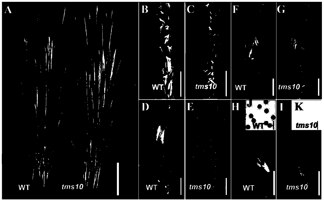 Application of Rice Thermosensitive Male Sterility Gene tms10 and Fertility Restoration Method