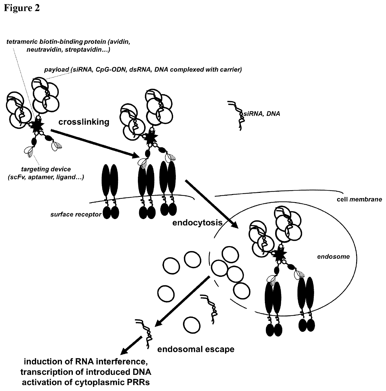 Delivery system for targeted delivery of a therapeutically active payload