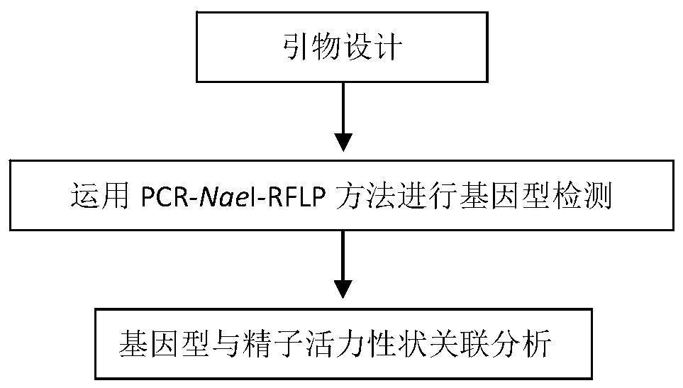 A molecular marker related to boar sperm motility traits and its application