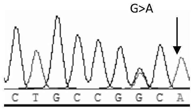 A molecular marker related to boar sperm motility traits and its application