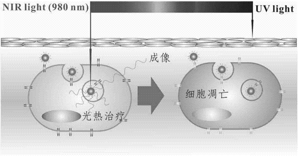 Preparation method of targeted rare earth upconversion Au-core nanoparticle