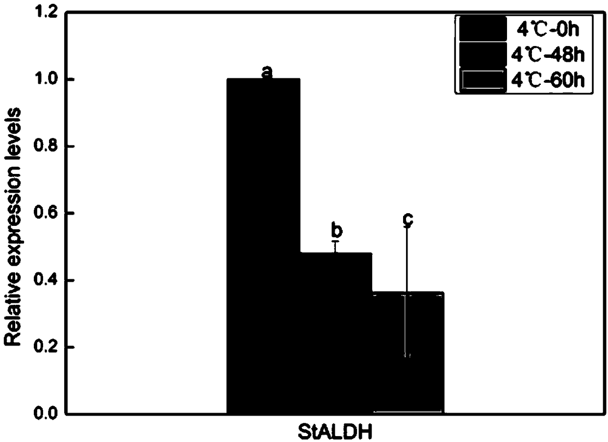 A method for determining the role of the methylation site change of potato StALDH gene in low temperature stress