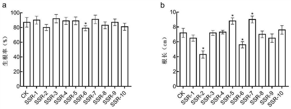 Bacillus cereus and application thereof in relieving plant salt stress