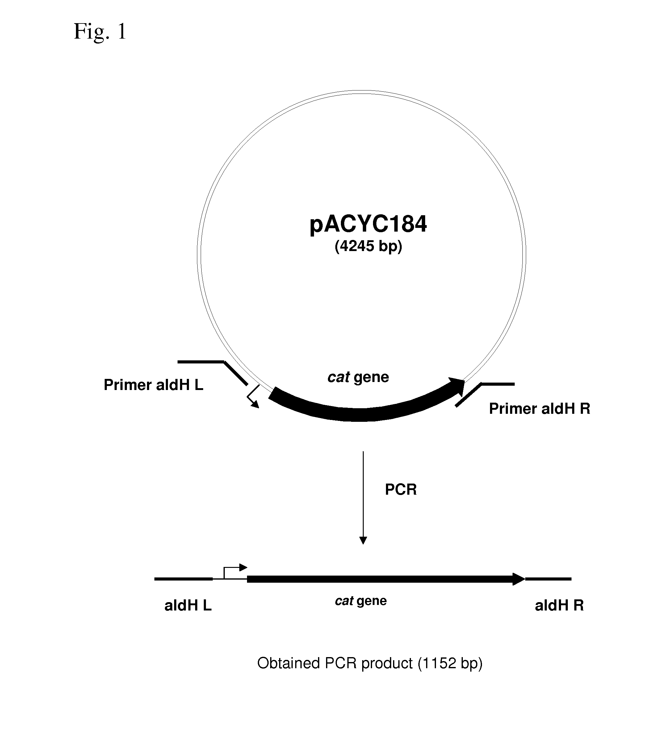 METHOD FOR PRODUCING AN L-AMINO ACID USING A BACTERIUM OF ENTEROBACTERIACEAE FAMILY WITH ATTENUATED EXPRESSION OF THE aldH GENE
