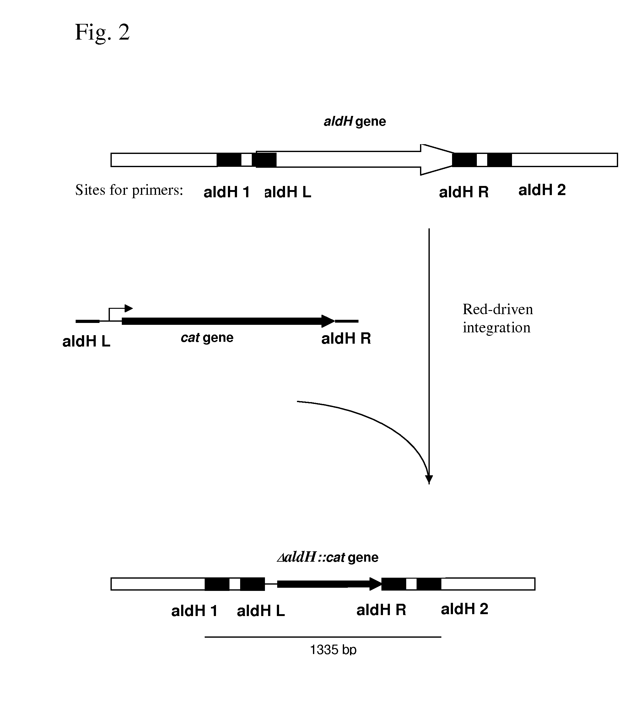 METHOD FOR PRODUCING AN L-AMINO ACID USING A BACTERIUM OF ENTEROBACTERIACEAE FAMILY WITH ATTENUATED EXPRESSION OF THE aldH GENE