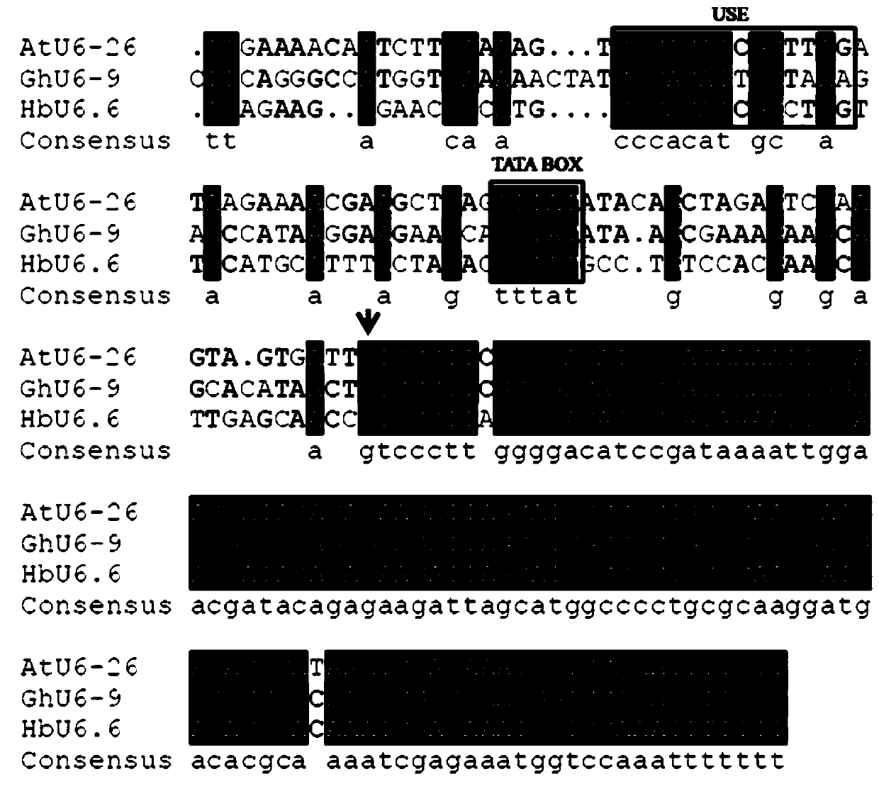 Rubber tree U6 gene promoter proHbU6.6 and cloning and application of rubber tree U6 gene promoter proHbU6.6
