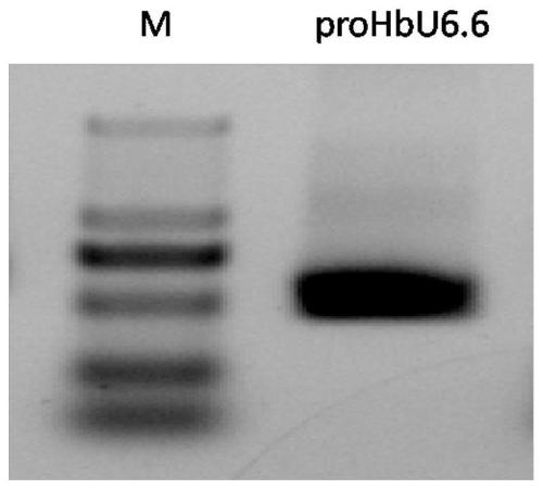 Rubber tree U6 gene promoter proHbU6.6 and cloning and application of rubber tree U6 gene promoter proHbU6.6