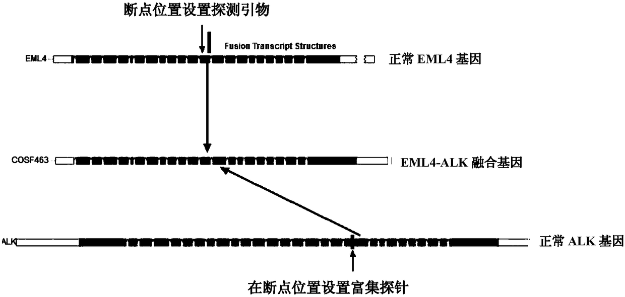 Method, enrichment probe and detection primer for rapidly detecting ALK fusion gene