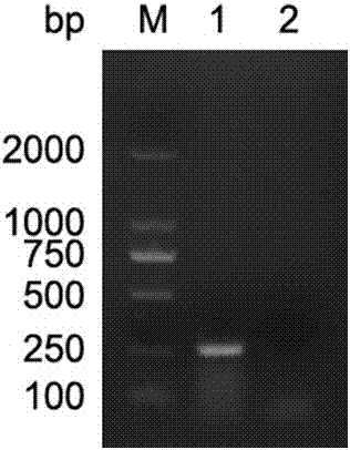 PCR (Polymerase Chain Reaction) primer for detecting and identifying porcine circovirus 3 (PCV3) and detection method and detection kit
