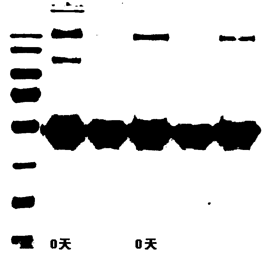 MG53 protein/MG53 mutant protein enteric capsule and preparation method thereof