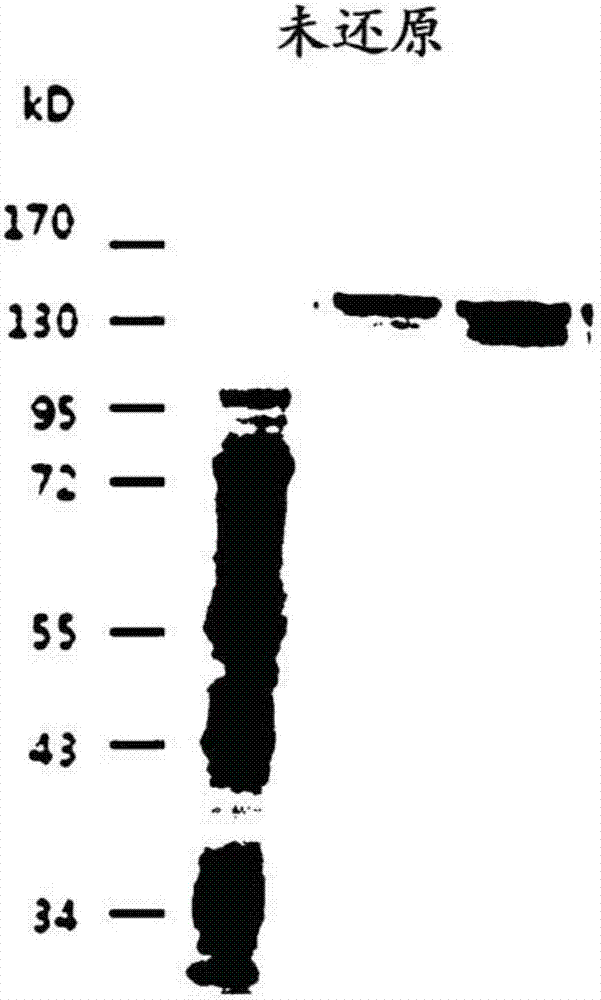 Novel antibody binding to tfpi and composition comprising the same