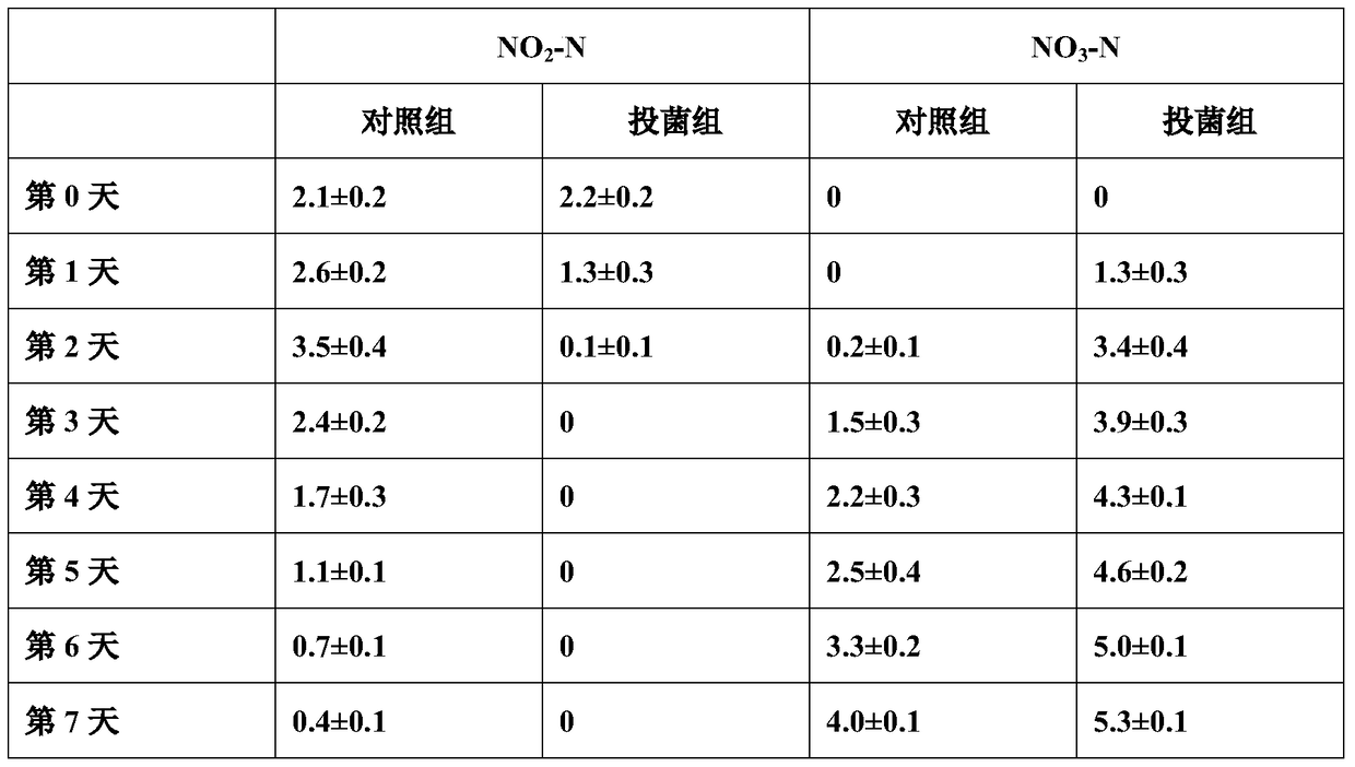 A kind of Nitrobacter victoria and nitrifying bacteria-denitrifying bacteria composite bacterial agent and its production method and application