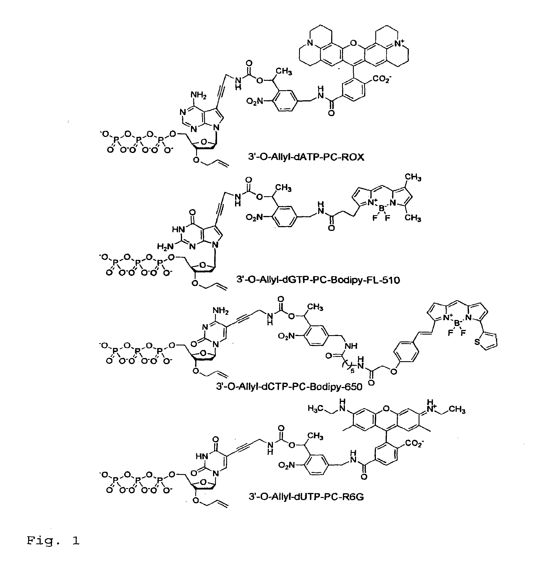 Chemically cleavable 3'-o-allyl-dntp-allyl-fluorophore fluorescent nucleotide analogues and related methods