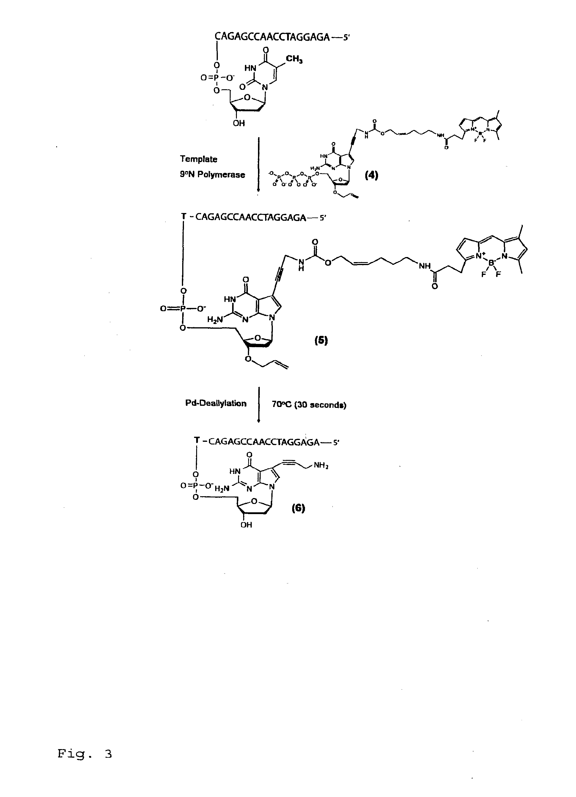 Chemically cleavable 3'-o-allyl-dntp-allyl-fluorophore fluorescent nucleotide analogues and related methods