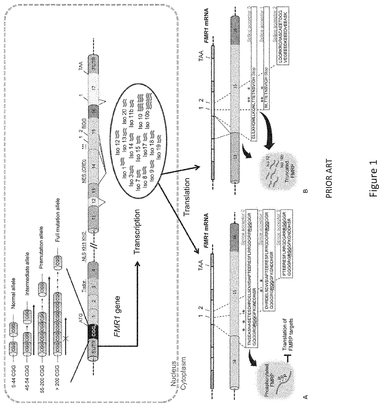 Adeno-associated viral vector-mediated gene therapy for treating fragile x-associated disorders