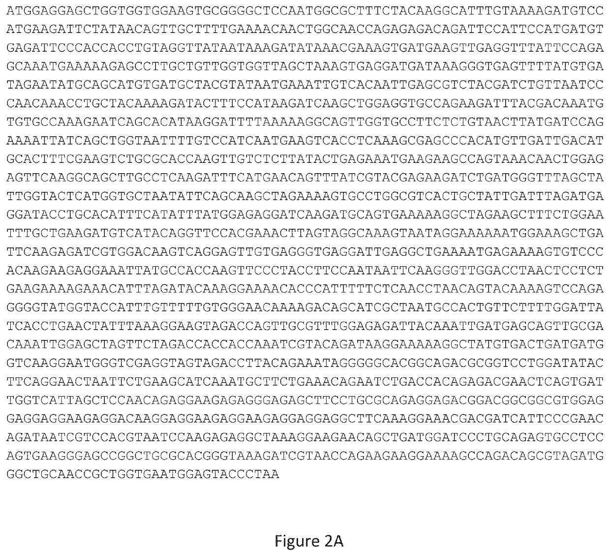 Adeno-associated viral vector-mediated gene therapy for treating fragile x-associated disorders